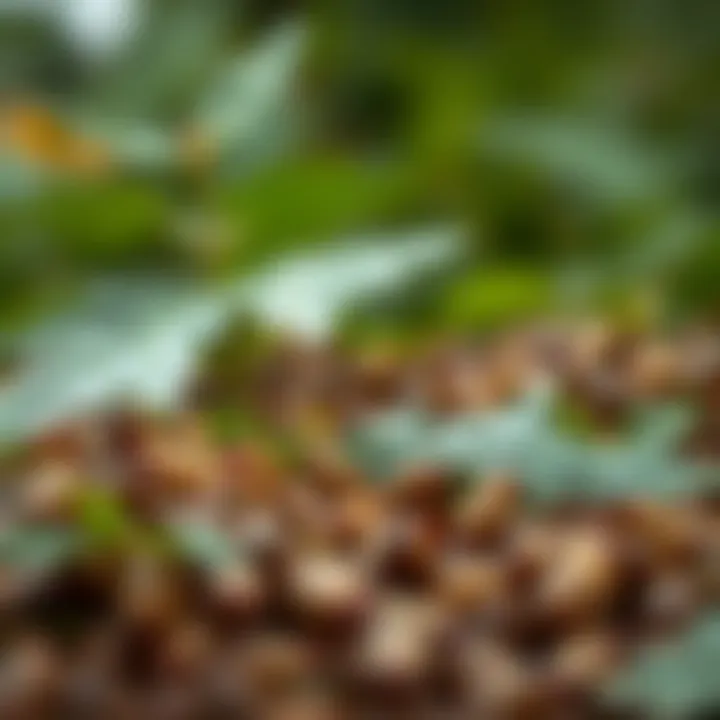 Magnificent An In-Depth Analysis of Kava Prices: Trends, Factors, and Insights