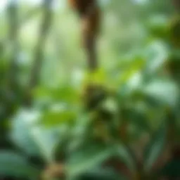 An In-Depth Analysis of Kava Prices: Trends, Factors, and Insights Introduction