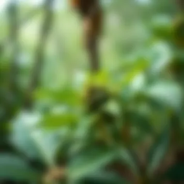 An In-Depth Analysis of Kava Prices: Trends, Factors, and Insights Introduction