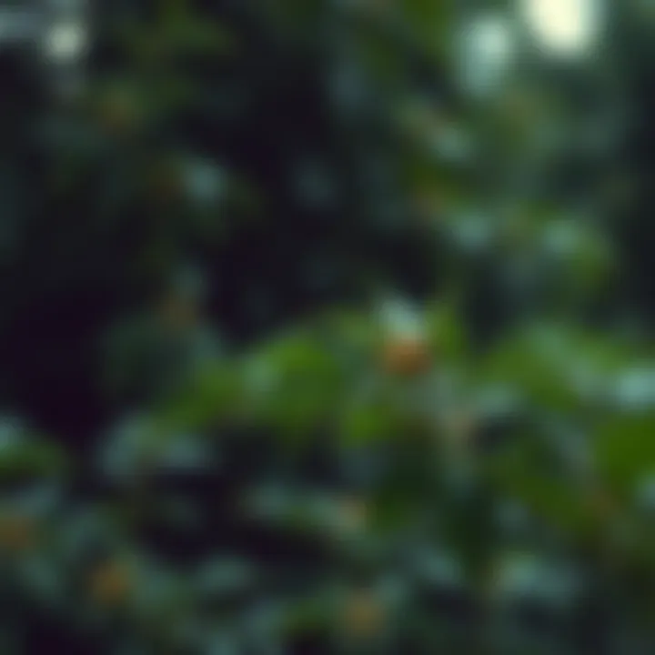 Notable An In-Depth Analysis of Kava Prices: Trends, Factors, and Insights